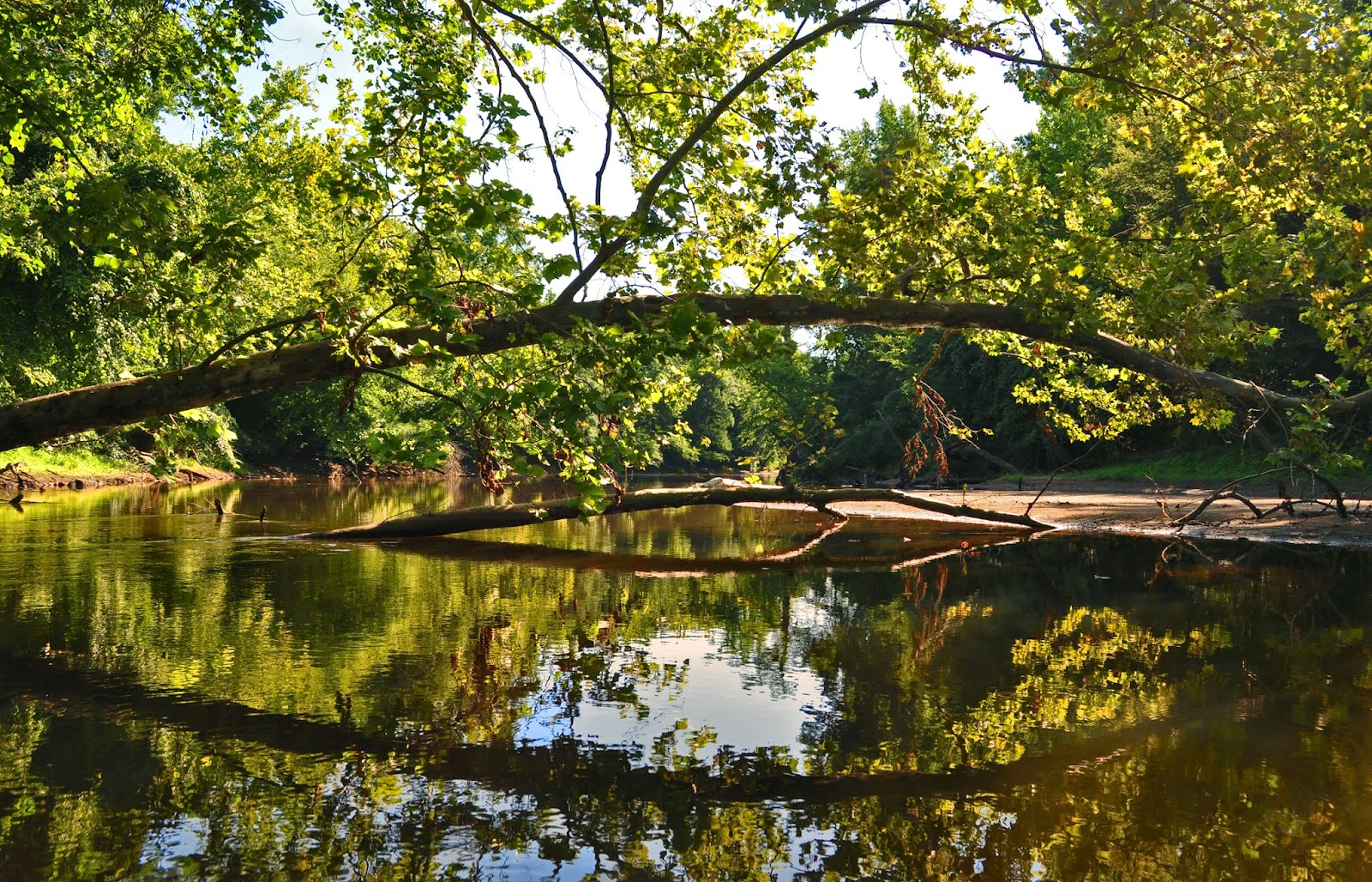 A Tidewater Paddler Nottoway River 7/6/14