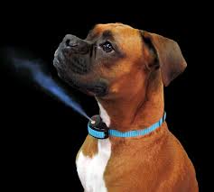 Does Wearing A Bark Collar Make A Dog More Anxious Does Wearing A Bark Collar Make A Dog More Anxious