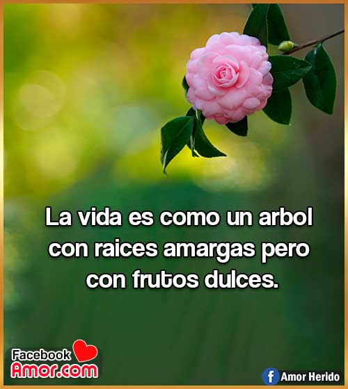 flores con frases de la vida flores con frases de la vida