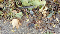 stradale ptice nevrijeme Postira slike otok Brač Online stradale ptice nevrijeme Postira slike otok Brač Online