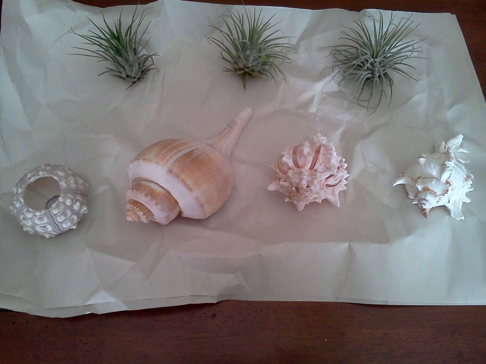 Confetti Monster Schemes: Air Plant Shell Decor DIY (so easy!)