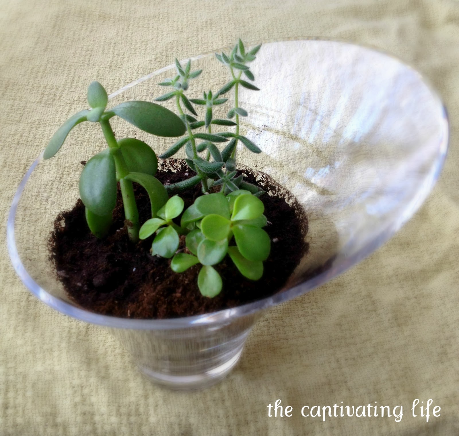 The Captivating Life House Plants in Glass