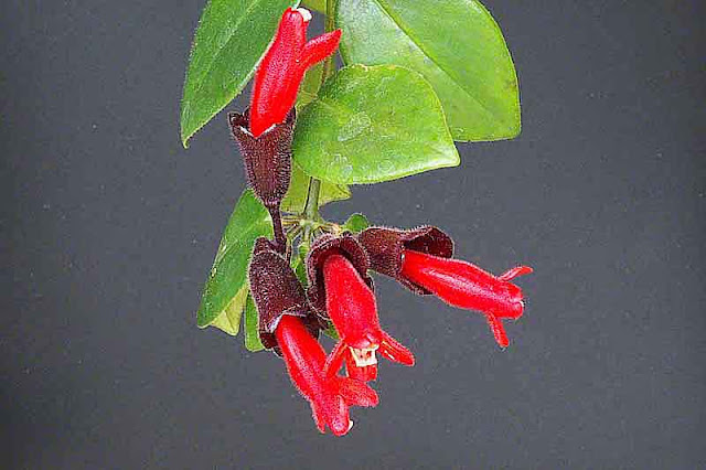 Aeschynanthus radicans, flowers, leaves, plant