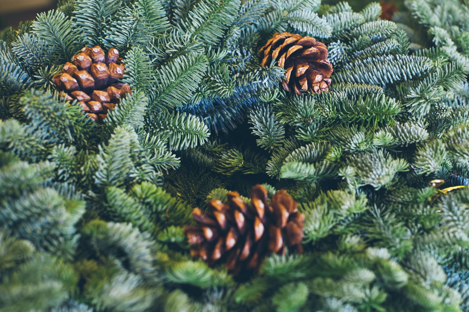 The Parker Project Family Christmas Tree Farm San Diego