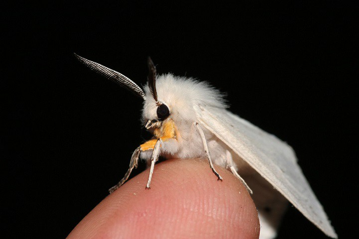 " Poodle Moth " , أو "عثة البودل" Moth7