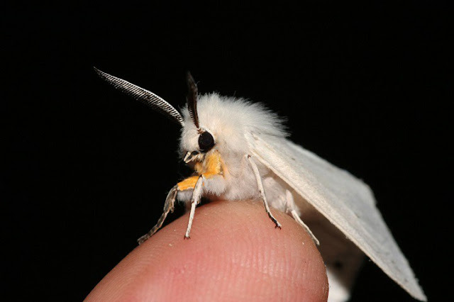 هذا خلق الله "عثة البودل" Moth7