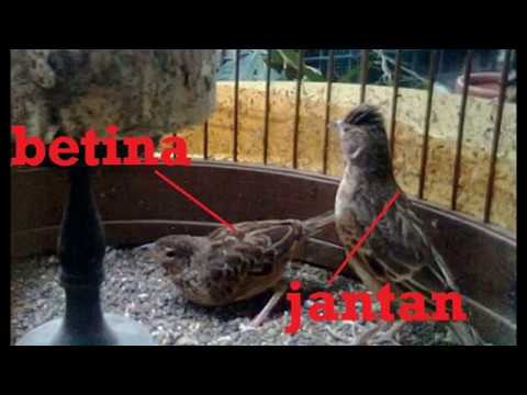 Ulasan Ciri Ciri Burung Branjangan Jantan Dan Betina Secara Jelas