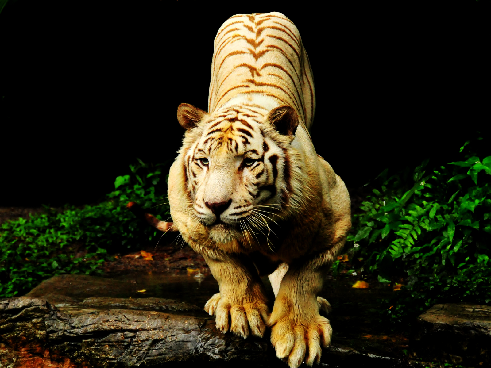 NEWS Colors of Nature Tiger HD Wallpapers