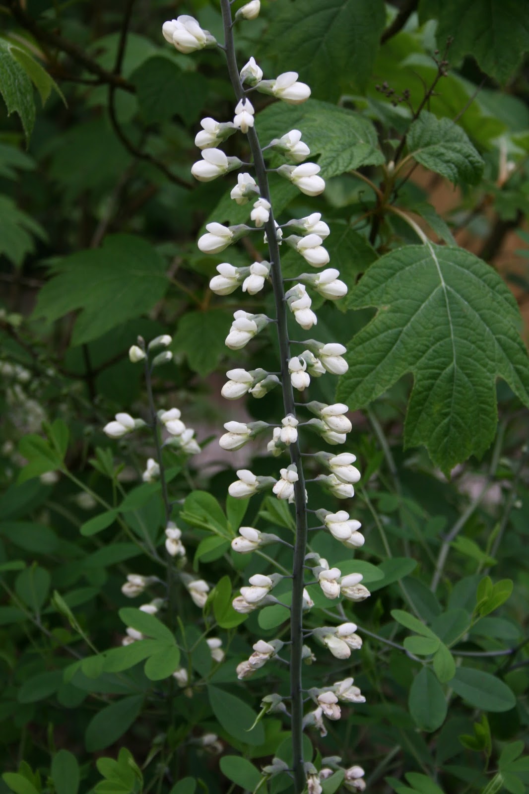 Native Florida Wildflowers White Vine Sarcostemma Clausum