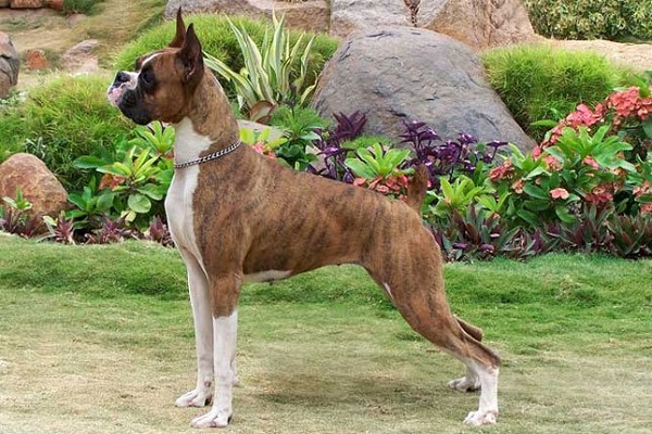 Most Dangerous Dogs in The World Most Dangerous boxer Dogs