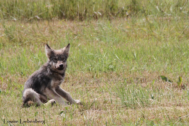 Predator Friendly Ranching : Wolves