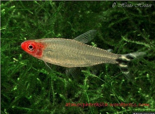 Ikan Soaboa (Sawbwa resplendens) dan Mudahnya Dipelihara Ikan Soaboa (Sawbwa resplendens) dan Mudahnya Dipelihara