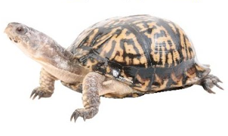 10 Contoh Hewan  Reptil  Melata  Beserta Gambar Dan 