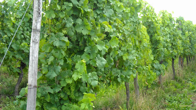 Druiven planten