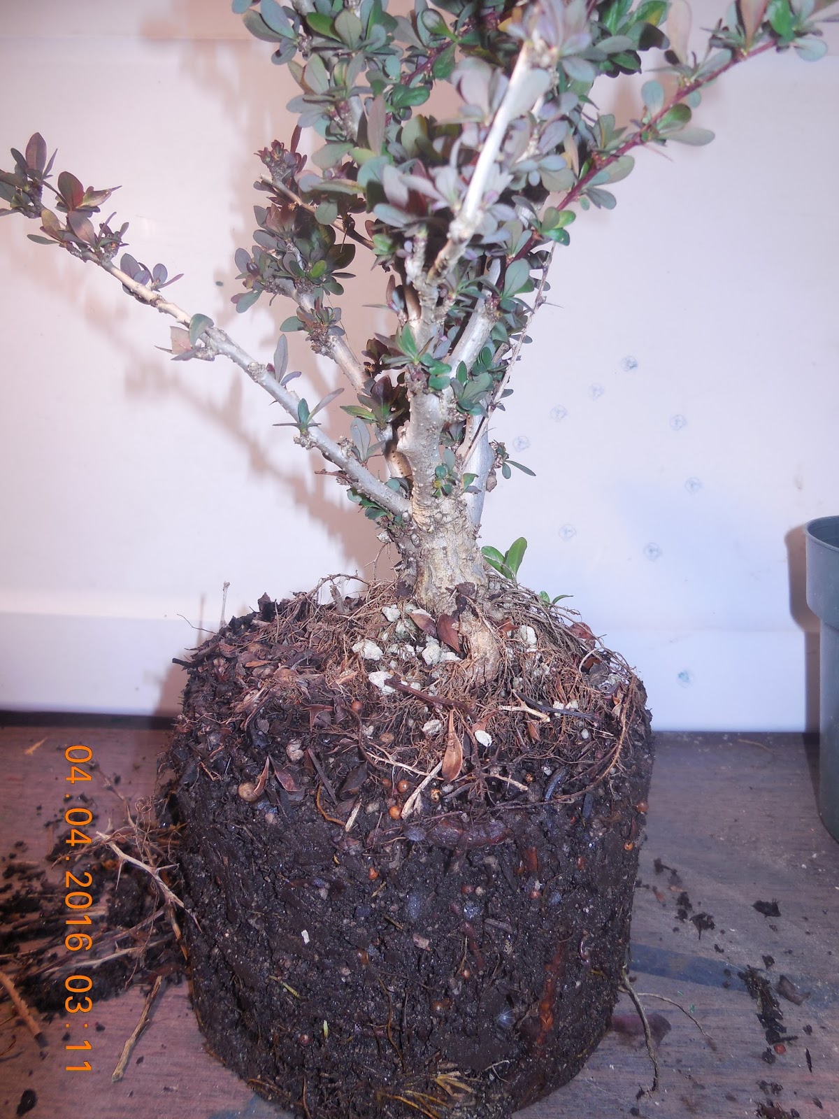 Czech Yamadori Roots Over Rock A Season From The Start
