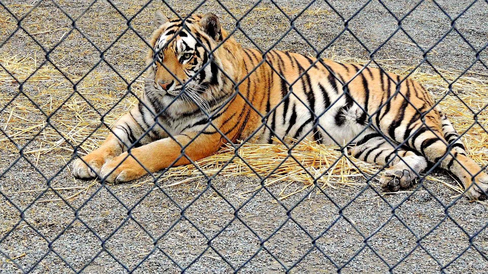 Cat Tales Zoological Park Trip to Park