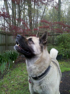 bandits heartworm treatment