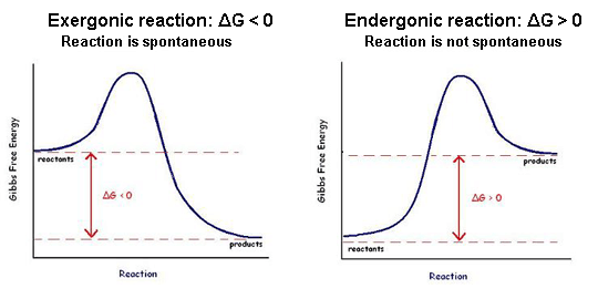 Exergonic and endergonic reactions Exergonic and endergonic reactions