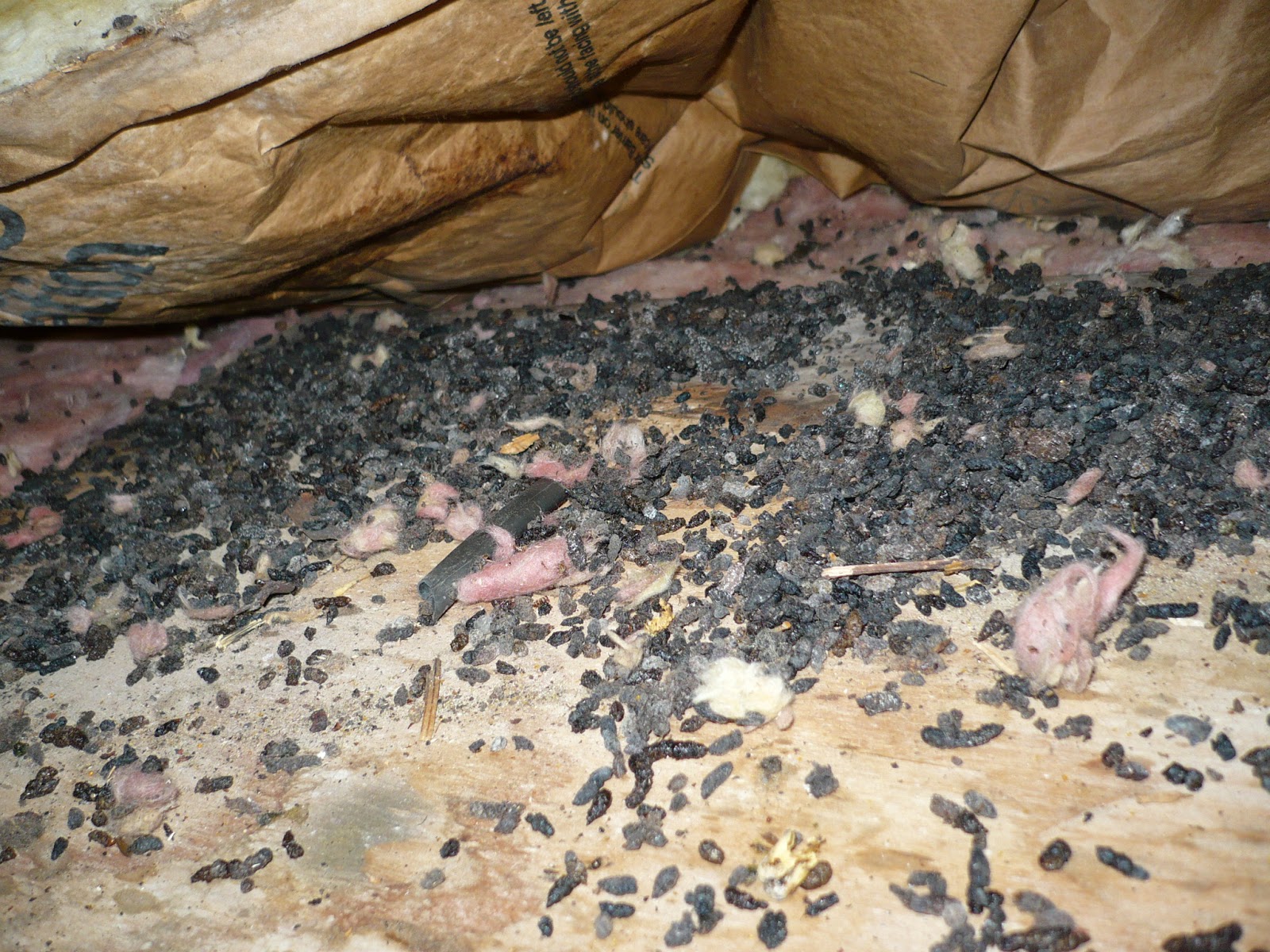 How To Remove Bats From Home