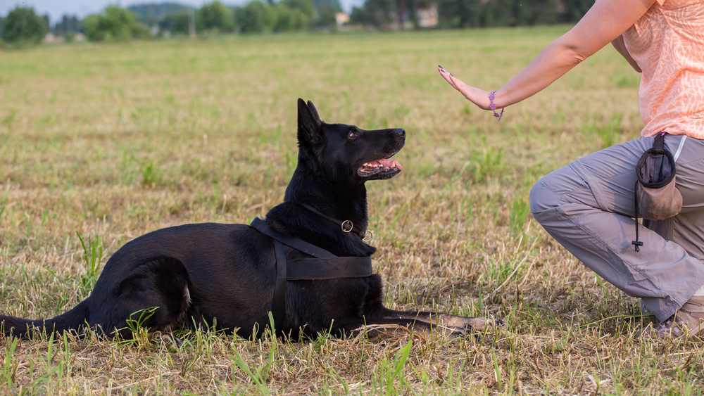 Vet Tips Training Your Dog to Retrieve