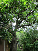 Footpath 99 Oak tree
