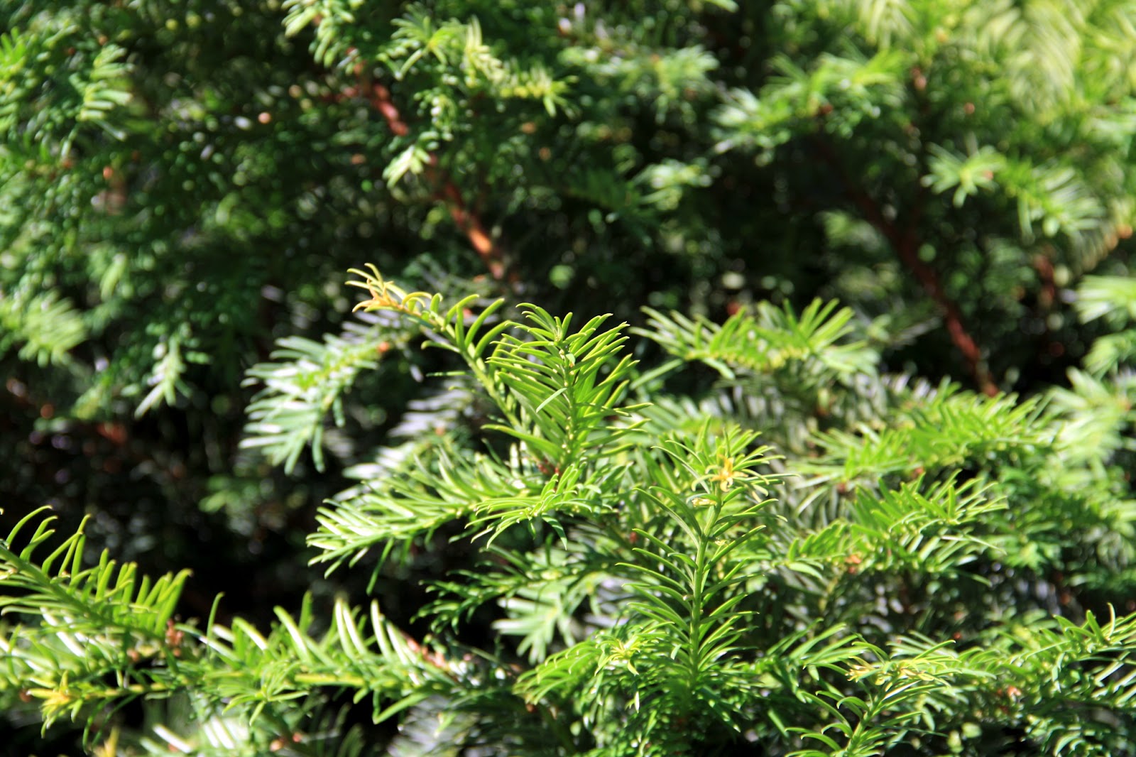 Unterfrankes Welt Garten Nadelbaum