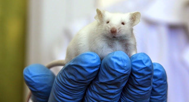 Ratones transgenicos y biologia molecular