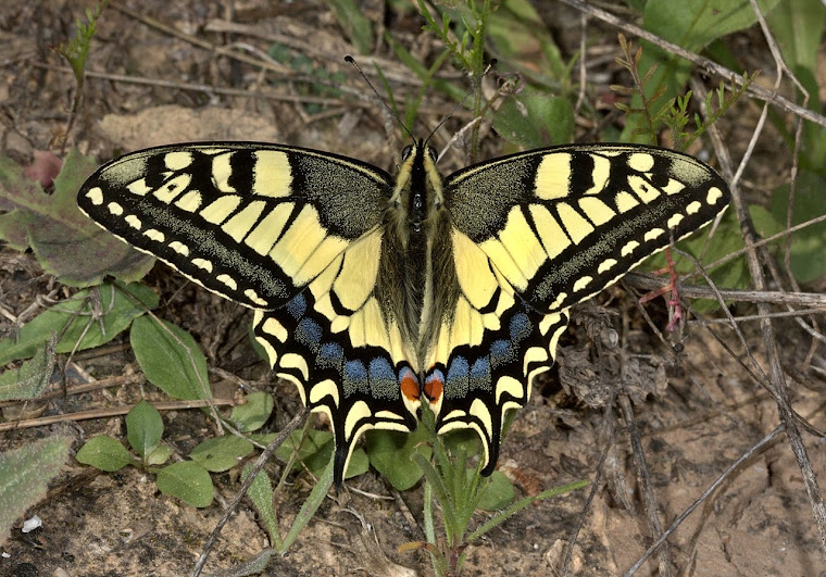 preciosa mariposa en LA MURADA (JPBasanta)