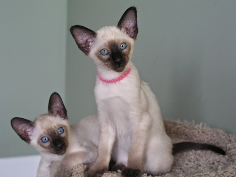 Carolina Blues Cattery Siamese Kittens for Sale Siamese Kittens for
