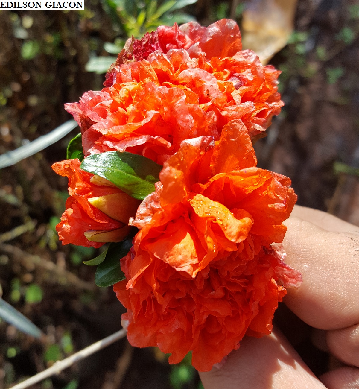 Viveiro Ciprest - Plantas Nativas e Exóticas: Romã de Flores Dobradas (  Punica granatum pleniflora )