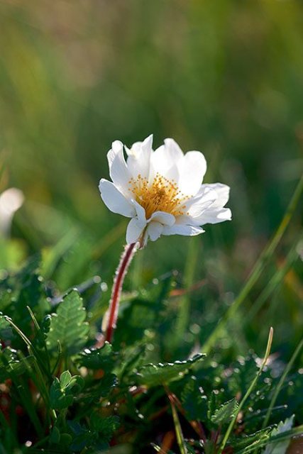 Pictures Of Beautiful Single Flowers Pictures Of Beautiful Single Flowers