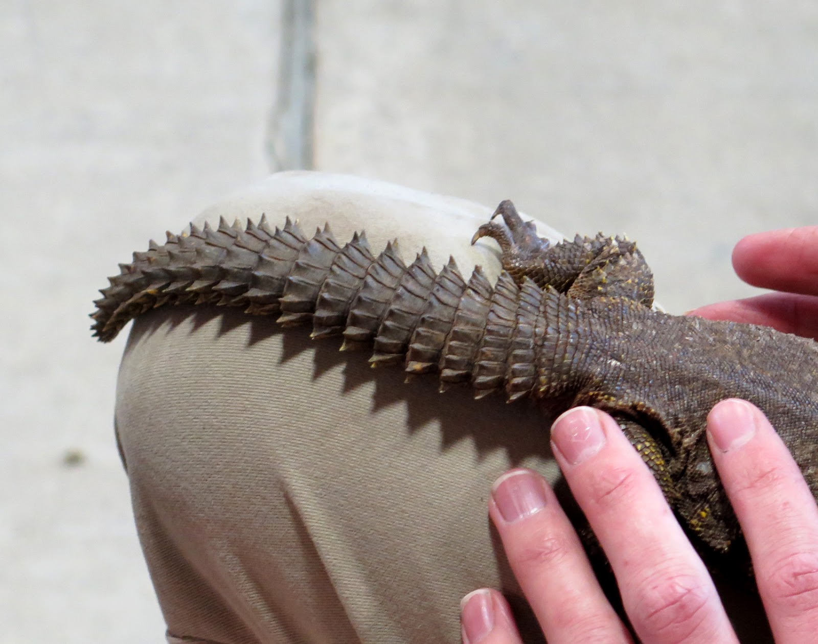 dinosaur with a spiked tail