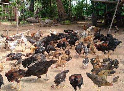 7 Cara Sukses Beternak Ayam di Kampung Sebagai Penghasilan