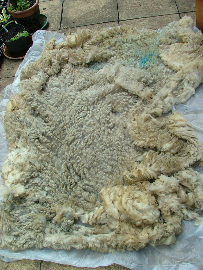 Spinspiration: Washing your Raw Fleece for Spinning How To Get Mulch Out Of Fleece