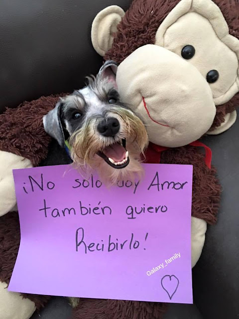 ¿Te imaginas que te diría tu perro si pudiera hablarte?