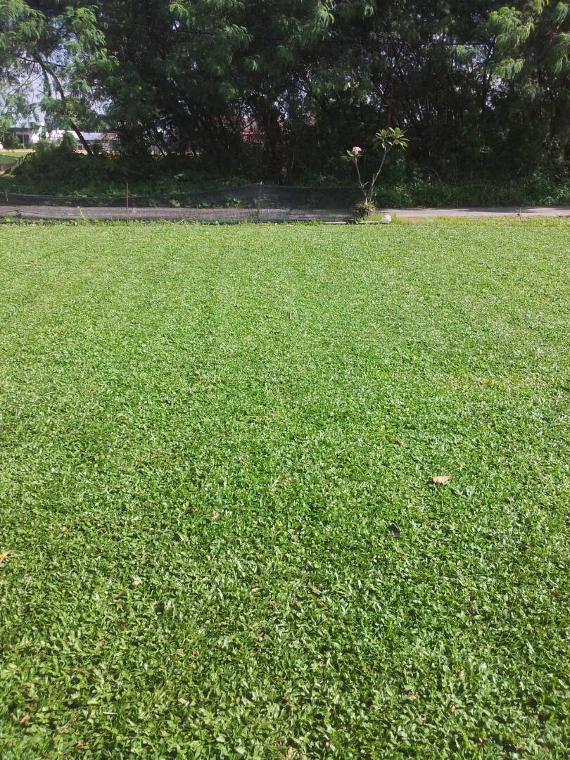 Pembekal Rumput Malaysia Cow grass