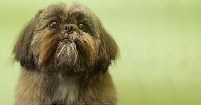 Você entende o que seu Shih Tzu está Tentando te Dizer?
