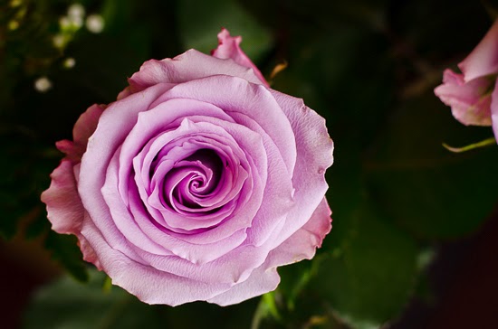 Eloquent English Rose Photography