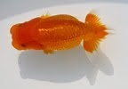 Goldfish Sales