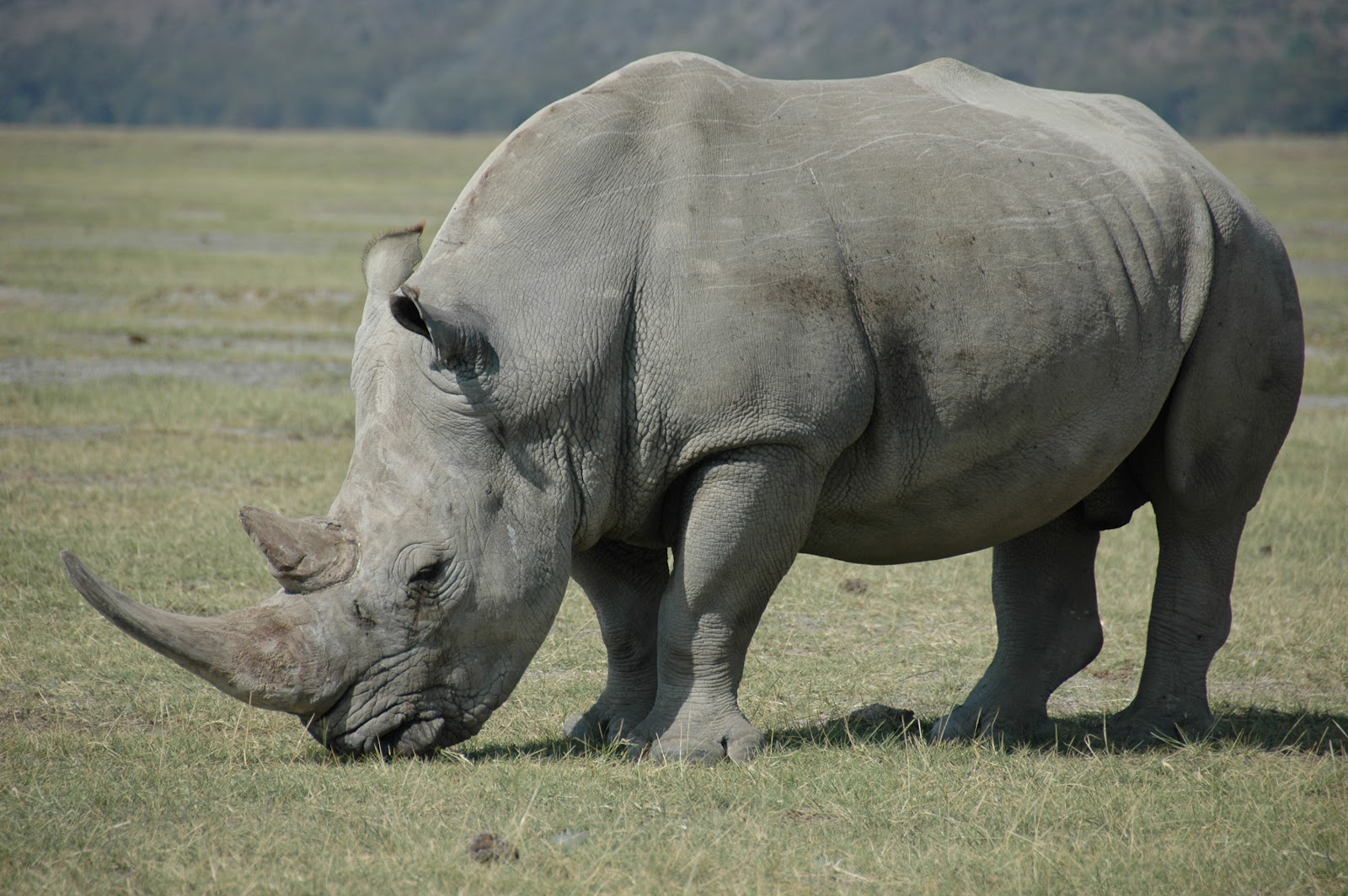 the white rhinoceros also includes prominent hump on the back of his ...