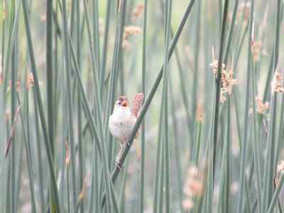 Sacramento National Wildlife Refuge California birding