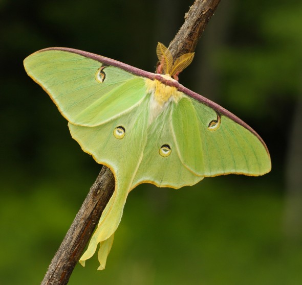 Large Green Moths Crossword Puzzle Clue