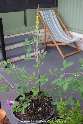Crotalaria Mucronata Crotalaria Mucronata