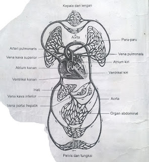 anatomi dan fisiologi sistem sirkulasi tubuh manusia