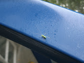1: Green Bug