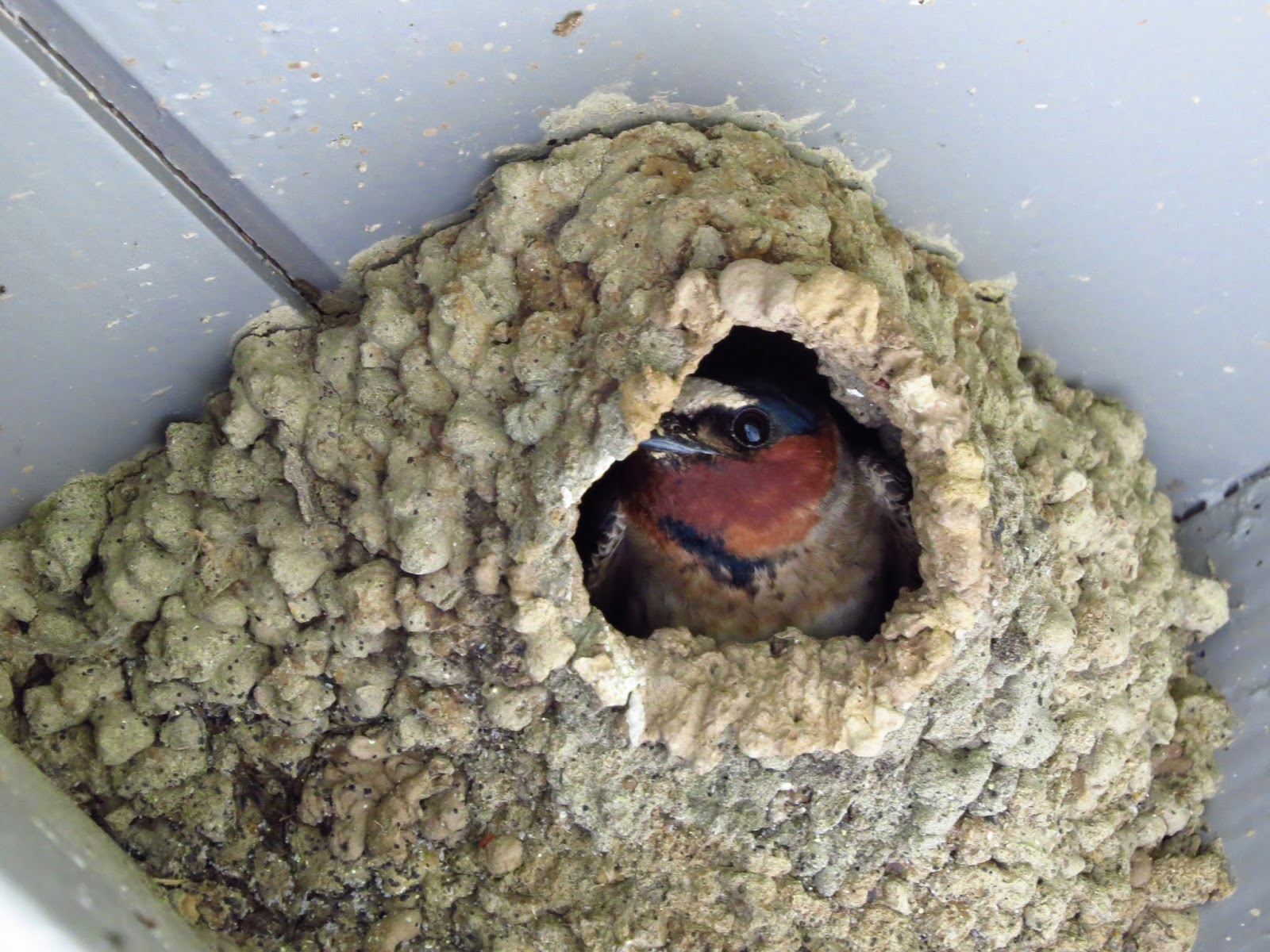 amateurnithologist Cliff Swallow (and nest)