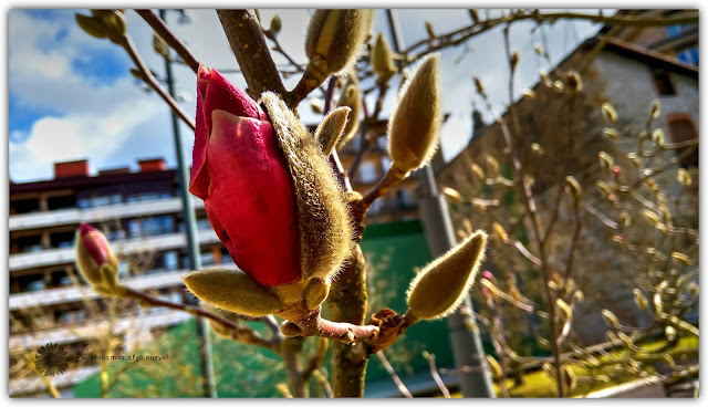 Foto de la semana: magnolio chino