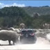 Rinoceronte embiste camioneta en Africam Safari de Puebla