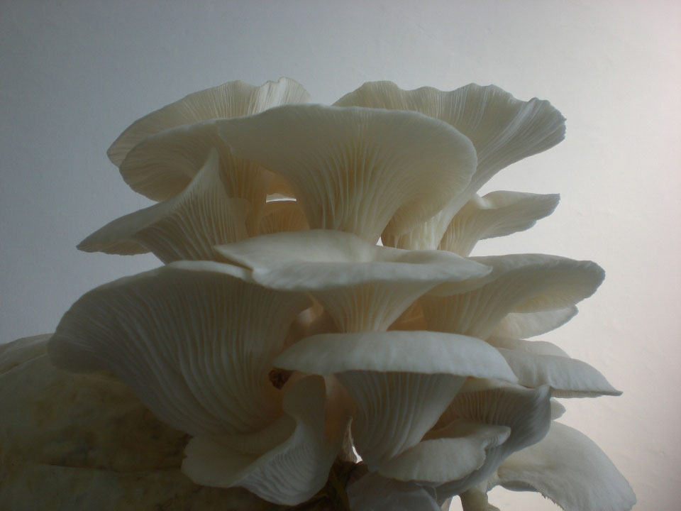 Agro Farming Business In India: Cultivation of Mushroom in india