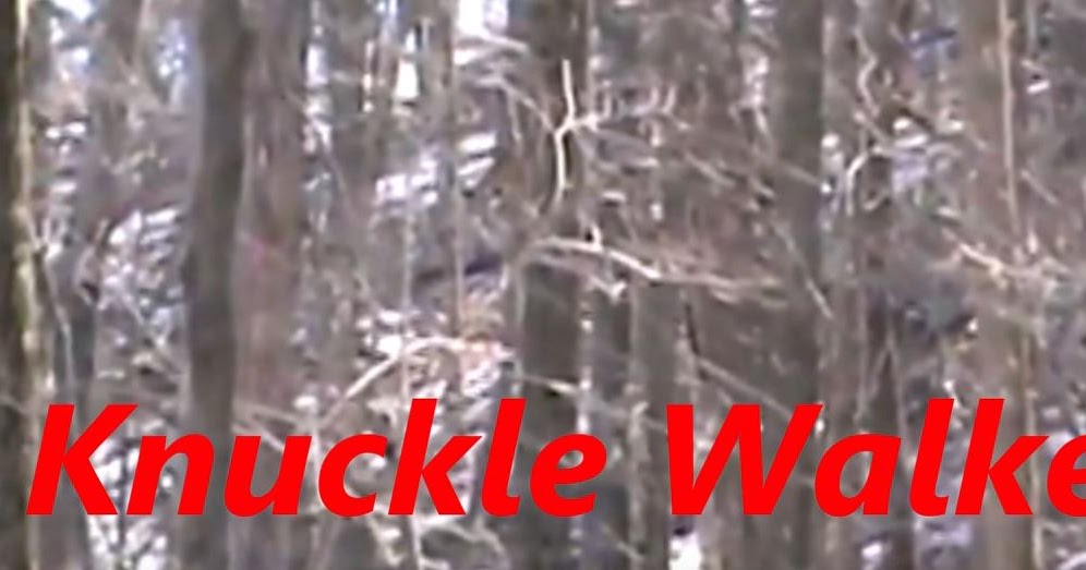 Ohio Bigfoot Knuckle Walker Video